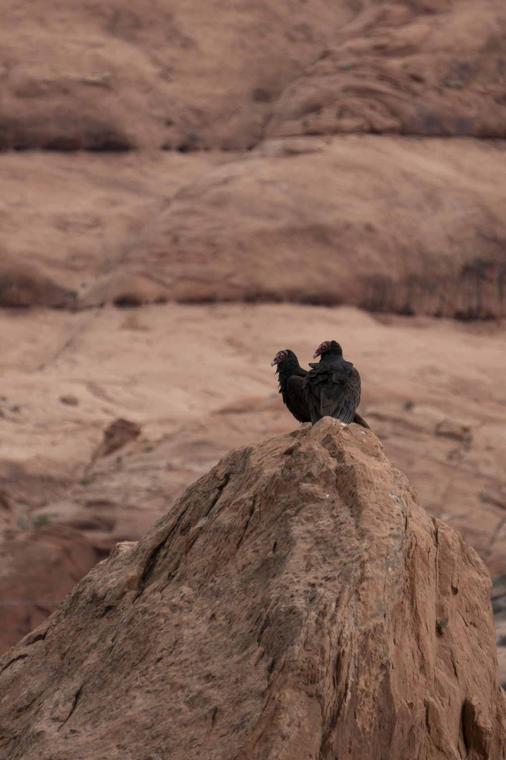 A pair of vultures sit together on a rock